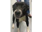 Adopt Dory Anne a American Pit Bull Terrier / Mixed dog in Beebe, AR (41203783)