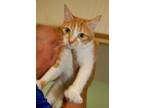 Adopt Caramel a Orange or Red (Mostly) Domestic Shorthair (short coat) cat in