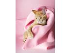 Adopt Peaches a Orange or Red Tabby (short coat) cat in Mississauga, Ontario