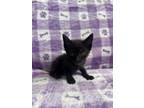 Adopt Decker a All Black Domestic Shorthair (short coat) cat in Miami