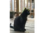 Adopt Jack a All Black American Shorthair / Mixed (short coat) cat in