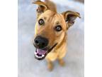 Adopt Missy a Tan/Yellow/Fawn Mixed Breed (Small) / Mixed Breed (Medium) / Mixed