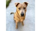 Adopt Bronco a Tan/Yellow/Fawn Mixed Breed (Medium) / Mixed dog in Reidsville