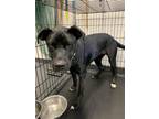 Adopt Celeste a Black Labrador Retriever / Mixed dog in San Marcos