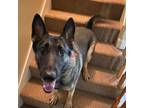 Adopt Katie a Tan/Yellow/Fawn German Shepherd Dog / Mixed dog in Stokesdale