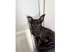 Adopt Little She Bear a Black Mixed Breed (Medium) dog in Colville