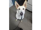 Adopt Gigi a Mixed Breed (Medium) / Mixed dog in Colville, WA (41202638)