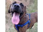 Adopt Jaxson a Hound (Unknown Type) / Mixed dog in Troy, VA (39640843)