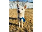 Adopt Gangbi a White - with Tan, Yellow or Fawn Jindo / Mixed dog in Toronto