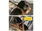 Adopt Coral a Black - with White Boxer / Springer Spaniel / Mixed dog in Midway