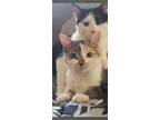 Adopt George and Nora a Domestic Shorthair cat in Penfield, NY (41197445)