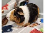 Adopt Mo a Black Guinea Pig / Mixed (short coat) small animal in Chesapeake