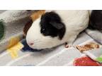 Adopt Maggie a White Guinea Pig / Mixed (short coat) small animal in Chesapeake