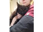 Adopt Heller a All Black Domestic Shorthair (short coat) cat in Linton