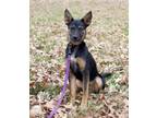 Adopt Dylan a Tricolor (Tan/Brown & Black & White) German Shepherd Dog / Mixed