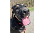 Adopt Aurora a Black - with Tan, Yellow or Fawn Mixed Breed (Large) / Mixed dog