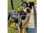 Adopt Mizuzu a Black Mixed Breed (Medium) / Mixed dog in Atlanta, GA (41130606)