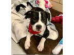 Adopt Jetta a White American Pit Bull Terrier / Mixed Breed (Medium) / Mixed