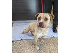 Adopt Brooke a Tan/Yellow/Fawn Labrador Retriever / Mixed dog in Edgefield