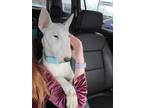 Adopt Ares Moon a White Bull Terrier / Mixed dog in Morristown, TN (41202941)
