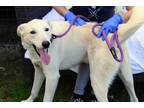 Adopt Dawson a Tan/Yellow/Fawn - with White Labrador Retriever / Mixed dog in