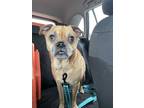 Adopt Tiffani a Tan/Yellow/Fawn Puggle / Mixed dog in Windsor, VA (41202948)