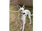 Adopt Archie a White - with Tan, Yellow or Fawn Whippet / Mixed dog in Swanzey