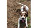 Adopt Harvey a Tricolor (Tan/Brown & Black & White) Terrier (Unknown Type