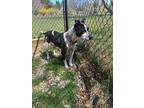 Adopt Daisy a Black - with White English Pointer / American Staffordshire