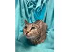 Adopt Trixie a Domestic Shorthair / Mixed (short coat) cat in Pittsfield