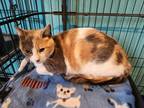 Adopt Nyssa a Domestic Shorthair / Mixed (short coat) cat in Crocker