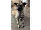 Adopt Dane a Boxer / German Shepherd Dog / Mixed dog in PAHRUMP, NV (41202763)