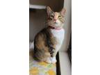 Adopt Scarlet a Domestic Shorthair / Mixed (short coat) cat in Fremont