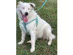 Adopt EM Hope a Collie / Mixed dog in Wharton, TX (41202702)