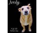 Adopt Jordy a White Terrier (Unknown Type, Medium) / Mixed dog in Newport