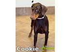 Adopt Cookie a Red/Golden/Orange/Chestnut Doberman Pinscher / Mixed dog in