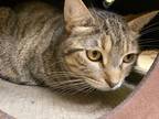 Adopt Tiki a Domestic Shorthair / Mixed (short coat) cat in Corpus Christi