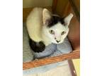 Adopt Fisher a Domestic Mediumhair / Mixed (short coat) cat in Corpus Christi