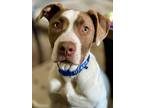 Adopt Hoover a Pointer / American Pit Bull Terrier / Mixed dog in Chico