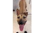 Adopt Howard a Tan/Yellow/Fawn - with Black Pit Bull Terrier dog in Deerfield