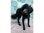 Adopt Perry a Black Miniature Poodle / Mixed dog in Chicago, IL (41202587)
