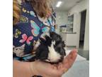 Adopt Parsley a Guinea Pig small animal in Crystal Lake, IL (41202534)