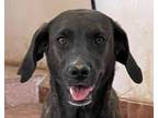 Adopt EIRA (mid-east, kt) Bond w/ ELIO a Black Labrador Retriever / Anatolian