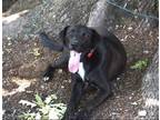 Adopt CHASE a Black Labrador Retriever / Mixed dog in Olive Branch