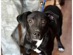 Adopt CHASE a Black Labrador Retriever / Mixed dog in Olive Branch