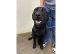 Adopt Tamlin a Mixed Breed (Medium) / Mixed dog in Jonesboro, AR (41202263)