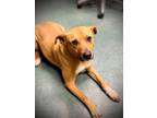 Adopt Harvey a Mixed Breed (Medium) / Mixed dog in Jonesboro, AR (40018601)