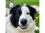 Adopt Dobby a White Great Pyrenees / Border Collie / Mixed dog in Portland