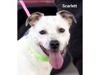 Adopt Scarlett a White Australian Cattle Dog / Terrier (Unknown Type