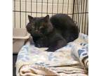 Adopt Gilbert a All Black Domestic Shorthair / Domestic Shorthair / Mixed cat in